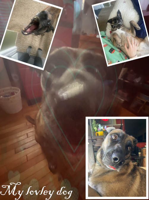 my lovley dog
